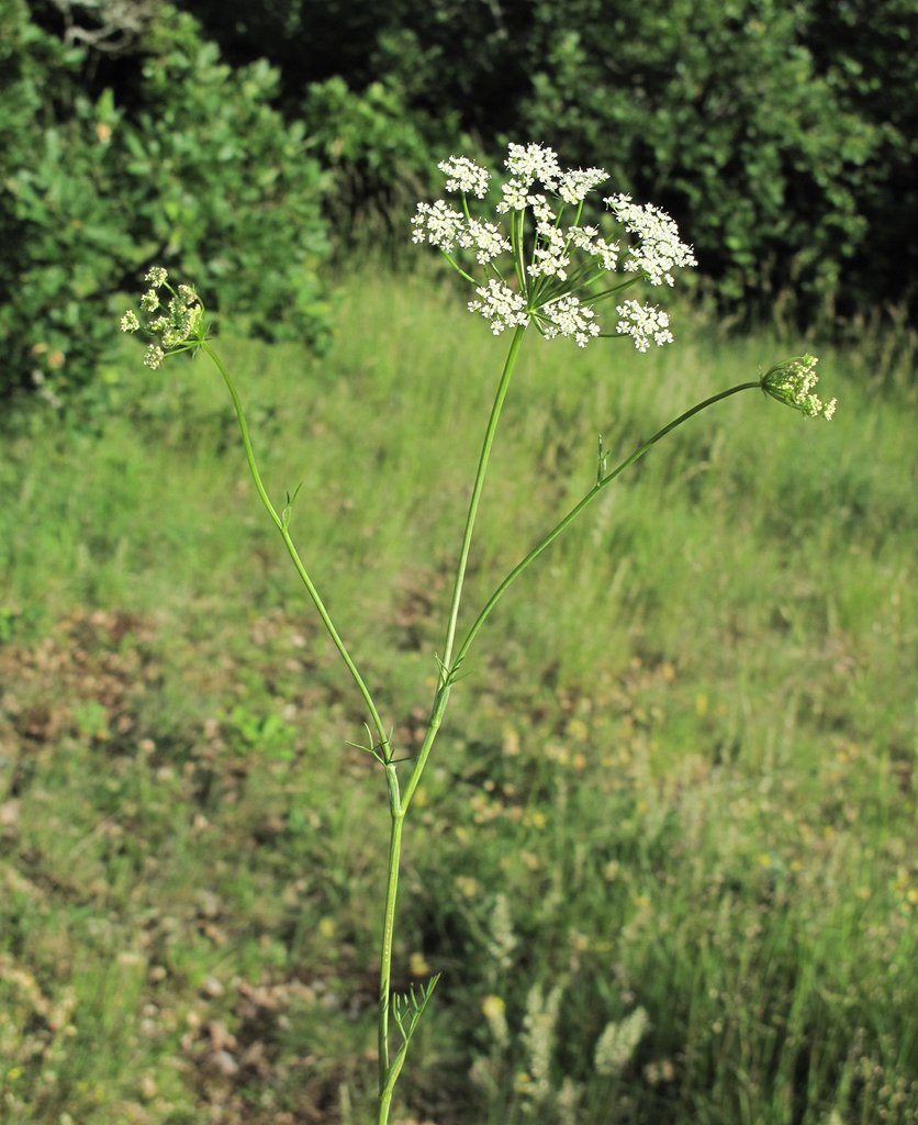 Bunium bulbocastanum